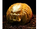 predator pumpkin.jpg